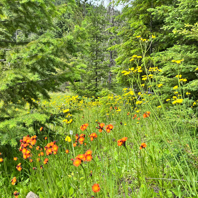 Wilderness Parks